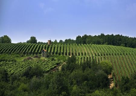 Podrum Radovanović 6